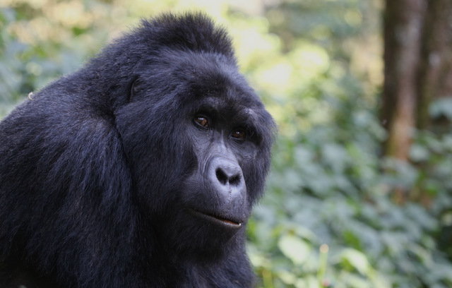 2-Days Gorilla Trekking from Kigali or Kisoro